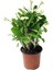 Euphorbia Milii White Dikenler Tacı Beyaz Ev Ofis Salon İç Mekan Bitkisi - 25 Cm 2