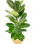 Kauçuk Çiçeği 2'li 80-100 Cm 2