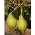 Mimoza Çiçek Limon Armut 3 Yaş Aşılı Tüplü