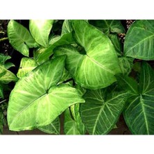 Serada Decor Plant Melek Kanadı Çiçeği Fidanı 40  Cm