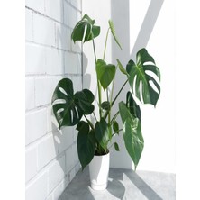Serada Decor Plant Benjamin Bitkisi Salon Bitkisi
