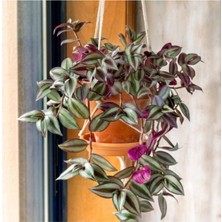 Serada Decor Plant Telgraf Çiçeği Askılı Saksı Tradescantia Zebrina Çiçeği