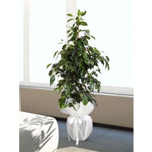 Serada Decor Plant Limon Kokulu Limoni Servi Cupressus Ev Ofis Salon Çamı 30-45  Cm