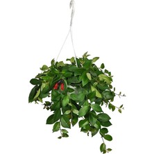 Serada Decor Plant Limon Kokulu Limoni Servi Cupressus Ev Ofis Salon Çamı 30-40  Cm