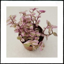 Serada Decor Plant  Gardenya Jasminoides Kokulu Gardenya Ev ve Ofis Bitkisi  30 cm 1.kalite