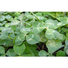 DLF Üçgül Tohumu (250 Gr) Süs Yoncası ( Trifolium Repens )