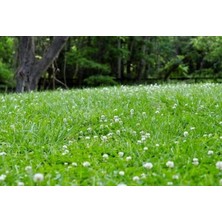 DLF Üçgül Tohumu (250 Gr) Süs Yoncası ( Trifolium Repens )