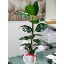 Kauçuk Bitkisi Ficus Elastica 60-70cm