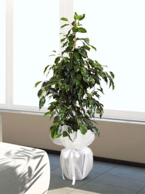 Serada Decor Plant Limon Kokulu Limoni Servi Cupressus Ev Ofis Salon Çamı 30-45  Cm