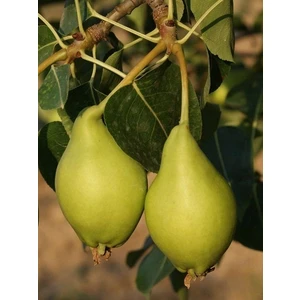 Limon Armut 3 Yaş Aşılı Tüplü