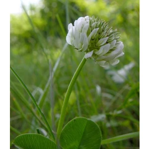 Üçgül TOHUMU-500 gr Süs Yoncası ( Trifolium Repens )