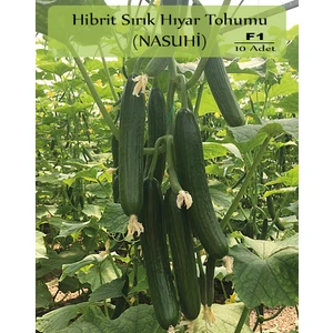 Zencefil Organik Hibrit Sırık Salatalık Tohumu 10'lu F1 Nasuhi Hibrit Hıyar Tohumu