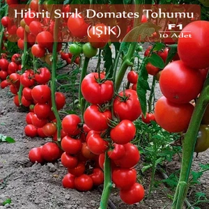 Zencefil Organik Hibrit Sırık Domates Tohumu Işık 10'lu F1 Hibrit Domates Tohumu
