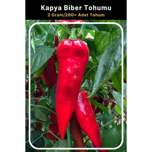 Tohum Seç Kapya Biber Tohumu 2 Gr 200+ Adet Tohum