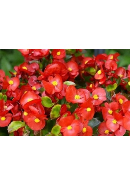 Kırmızı Begonya Çiçeği 30 Cm Saksılı fiyatları