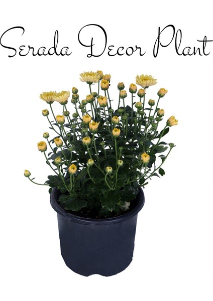 Kasımpatı Kırmızı-Pembe 2 Adet Set6 Saksıda Krizantem(Chrysanthemum)İç Mekan modelleri