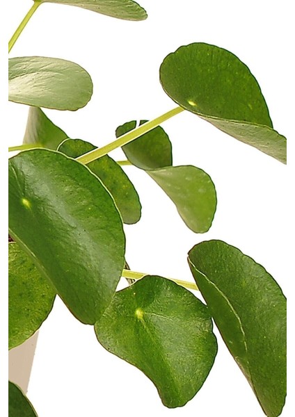 Yucca Bitkisi 2 Gövdeli Yuka Bitkisi Avize Çiçeği 80 100 Cm Ev Salon Bitkisi fiyatları