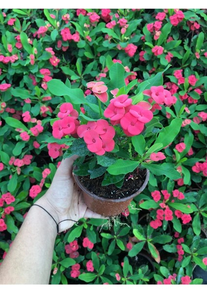 Kırmızı Renk Milli dikenler Tacı Çiçeği 1 ADET Saksılı 15-20cm modelleri