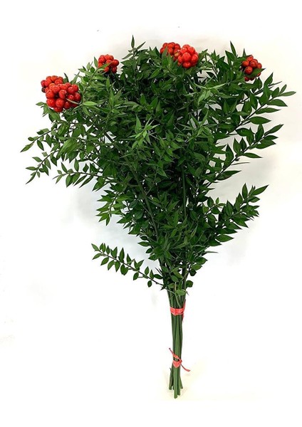 Tradescantia Nanouk Pembe Telgraf Çiçeği Ithal 12.Cm.Büyük Boy Saksıda