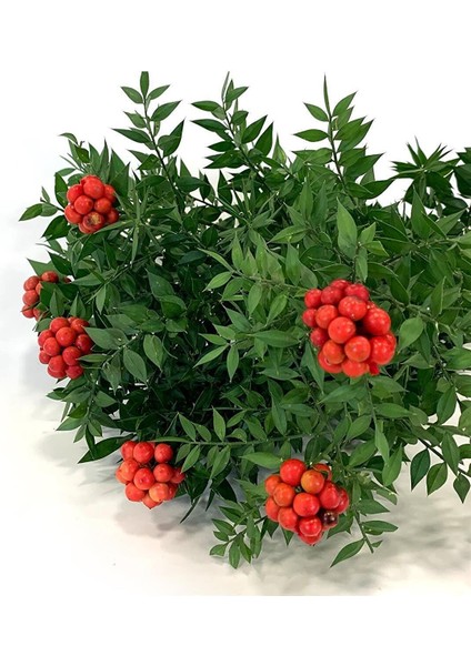 Tradescantia Nanouk Pembe Telgraf Çiçeği Ithal 12.Cm.Büyük Boy Saksıda fiyatları