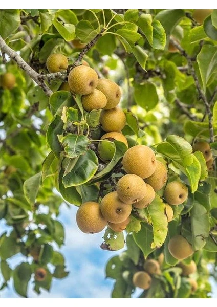 Mimoza Çiçek Naşhi Armut ( Japon Armut) 3 Yaş Aşılı Tüplü