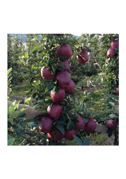 Scarlet Spur Elma (Kırmızı) ve 120 Cm 3 Yaş Aşılı Tüplü fiyatları