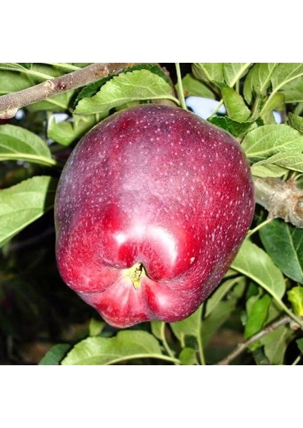 Scarlet Spur Elma (Kırmızı) ve 120 Cm 3 Yaş Aşılı Tüplü modelleri