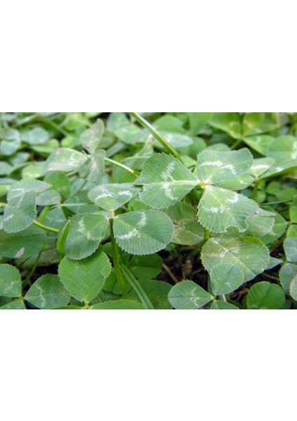 Üçgül Tohumu (250 Gr) Süs Yoncası ( Trifolium Repens )