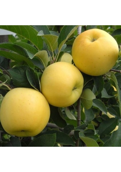 Golden Elma(Sarı Elma) 3 Yaş Aşılı Tüplü