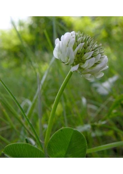 Üçgül Tohumu 1 Kg- Süs Yoncası ( Trifolium Repens )