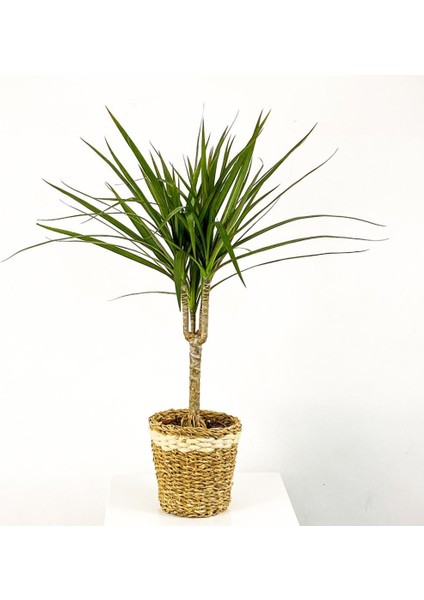 Dracaena Marginata Tek Gövdeli Lanesse Beyaz Hasır Saksılı