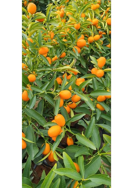 Kamkat Bitkisi 110 130 Cm
