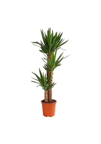 Yucca Massengena Avize Çiçeği 3'lü Dikim 40-70-120 cm