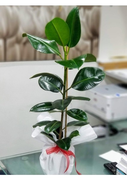 Kauçuk Bitkisi Ficus Elastica 60-70cm