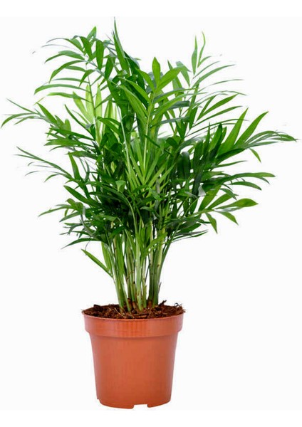 Dağ Palmiyesi (Chamaedorea Elegans)
