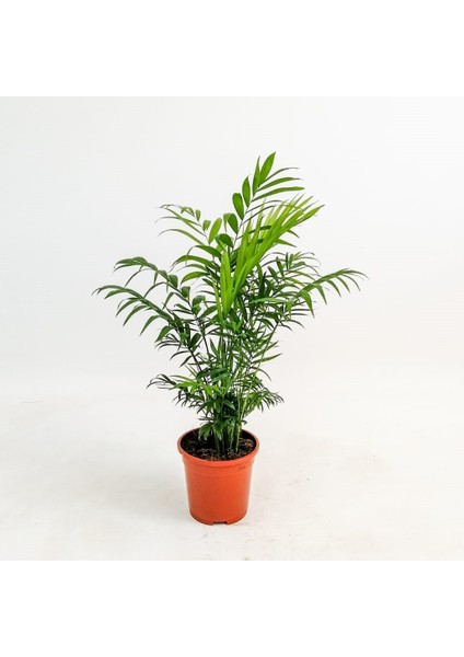 Dağ Palmiyesi (Chamaedorea Elegans) fiyatları