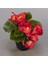 Kırmızı Begonya Çiçeği 30 Cm Saksılı 1
