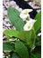 Euphorbia Milii White Dikenler Tacı Beyaz Ev Ofis Salon İç Mekan Bitkisi - 25 Cm 3
