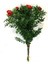 Tradescantia Nanouk Pembe Telgraf Çiçeği Ithal 12.Cm.Büyük Boy Saksıda 1