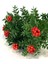 Tradescantia Nanouk Pembe Telgraf Çiçeği Ithal 12.Cm.Büyük Boy Saksıda 2