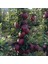 Scarlet Spur Elma (Kırmızı) ve 120 Cm 3 Yaş Aşılı Tüplü 2