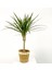 Dracaena Marginata Tek Gövdeli Lanesse Beyaz Hasır Saksılı 1