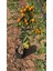 Kamkat Bitkisi 110 130 Cm 1