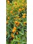 Kamkat Bitkisi 110 130 Cm 2