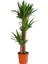 Yucca Massengena Avize Çiçeği 3'lü Dikim 40-70-120 cm 1