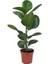 Kauçuk Bitkisi Ficus Elastica 60-70cm 1