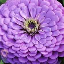 e-fidancim Dahlia Çiçekli Dream Rosy Lavender Zinya Çiçeği Tohumu(40 Tohum)