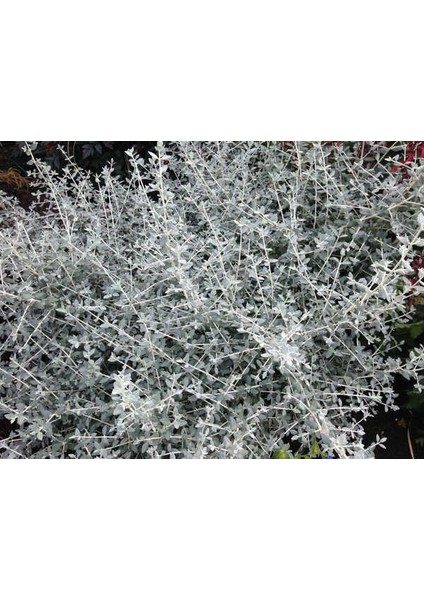 Zeytin Çalısı - Teucrium Fruticans 3'lü Set - Dekoratif Peyzaj modelleri