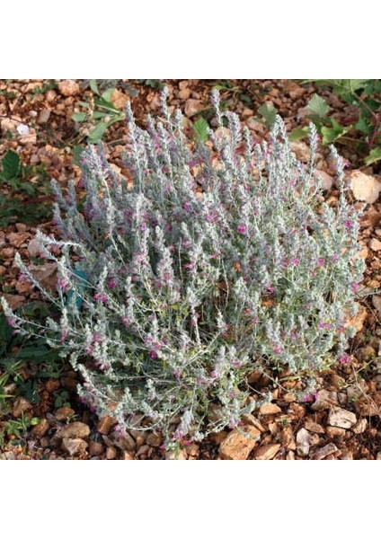 Zeytin Çalısı - Teucrium Fruticans 3'lü Set - Dekoratif Peyzaj fırsatları