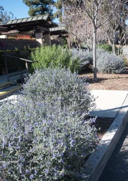 Zeytin Çalısı - Teucrium Fruticans 10'lu Set - Dekoratif Peyzaj modelleri